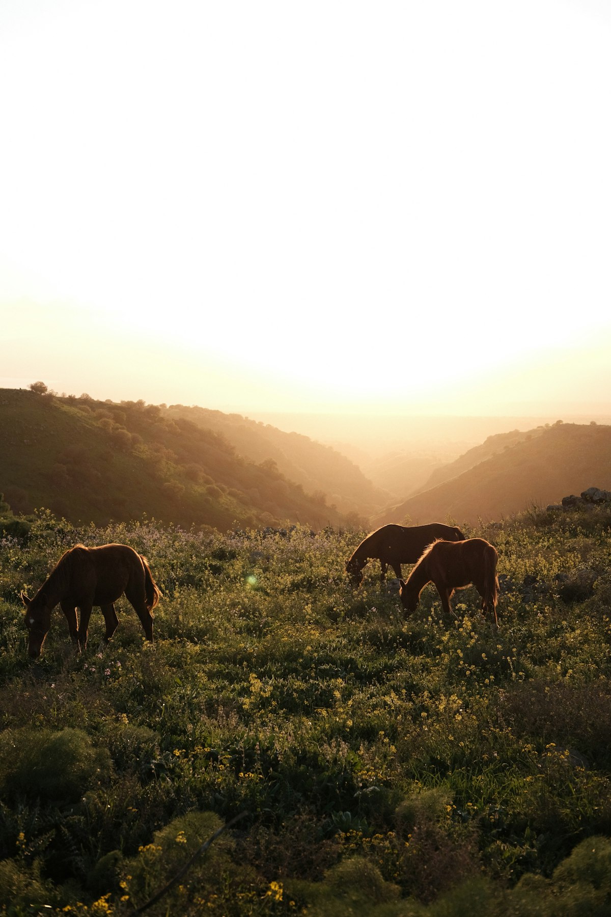 Cavalos pastando no campo ao pôr do sol